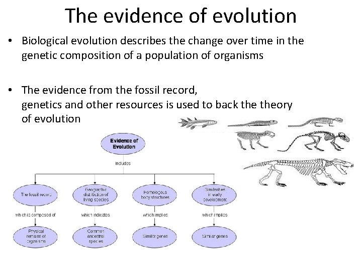 The evidence of evolution • Biological evolution describes the change over time in the