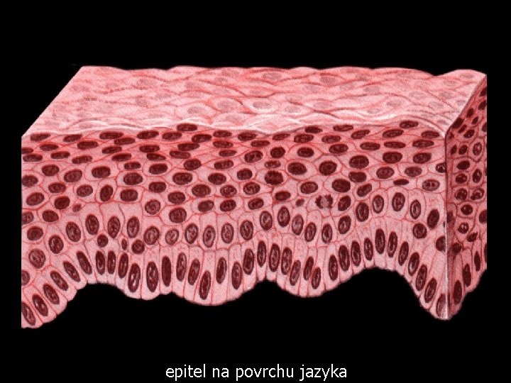 epitel na povrchu jazyka 