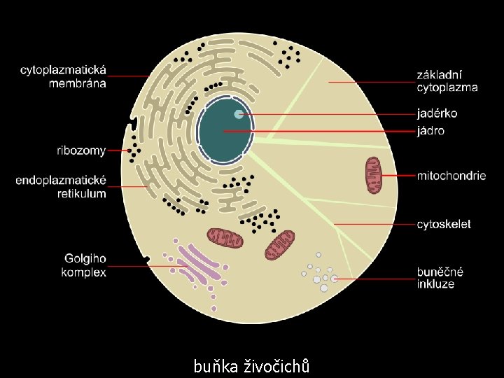 buňka živočichů 