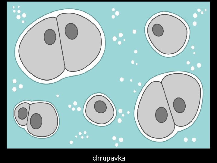 chrupavka 