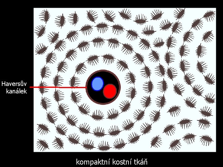 Haversův kanálek kompaktní kostní tkáň 