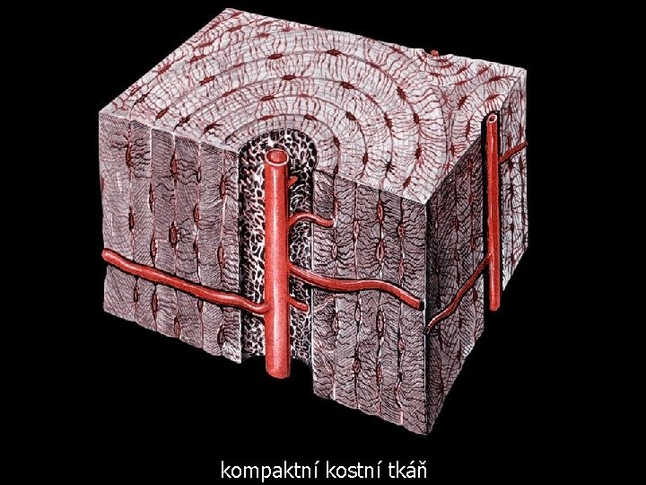 kompaktní kostní tkáň 