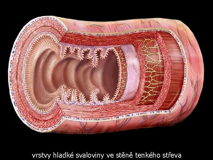 vrstvy hladké svaloviny ve stěně tenkého střeva 