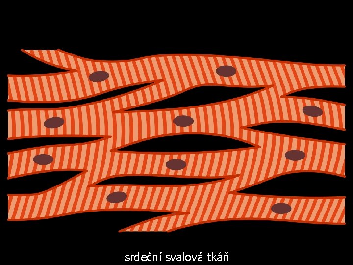 srdeční svalová tkáň 