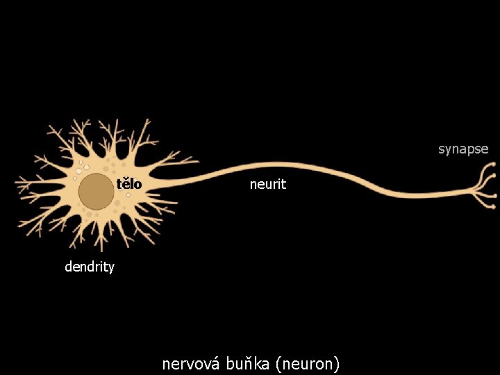 synapse tělo neurit dendrity nervová buňka (neuron) 