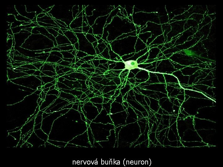 nervová buňka (neuron) 