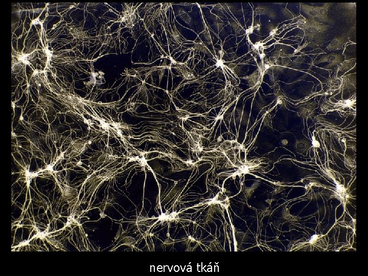 nervová tkáň 