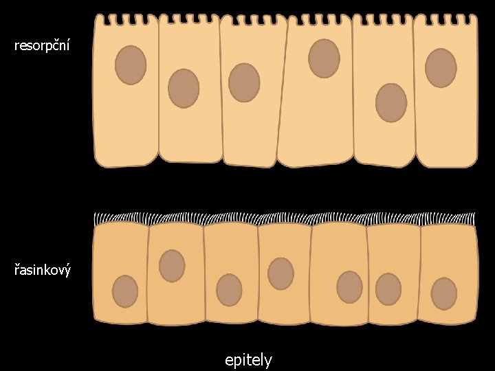 resorpční řasinkový epitely 