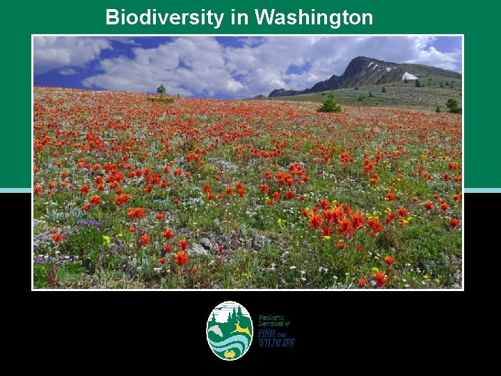 Biodiversity in Washington 
