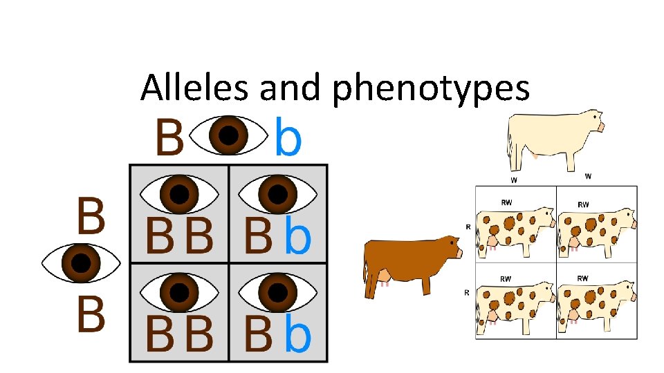 Alleles and phenotypes 