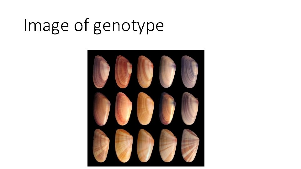 Image of genotype 