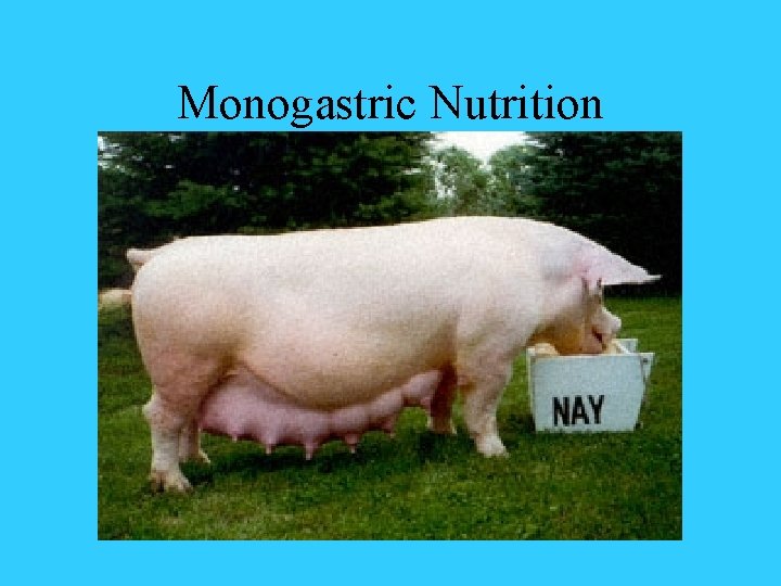 Monogastric Nutrition 