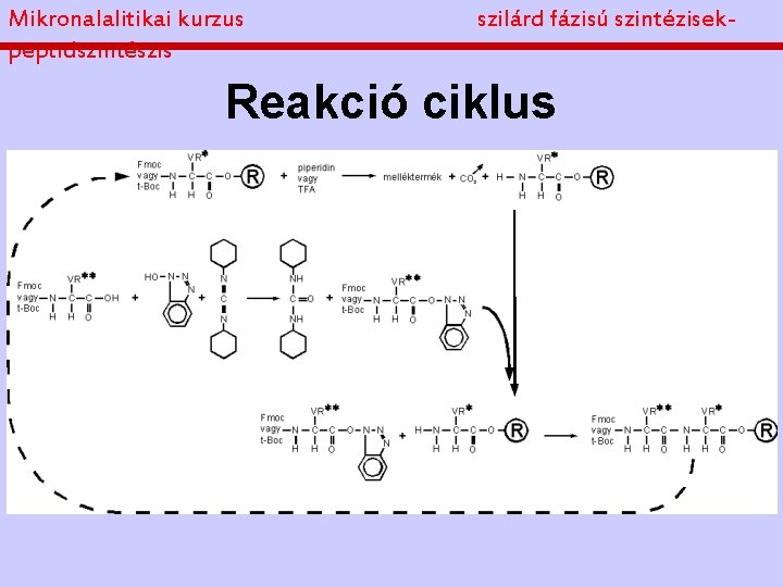 Mikronalalitikai kurzus peptidszintészis szilárd fázisú szintézisek- Reakció ciklus 