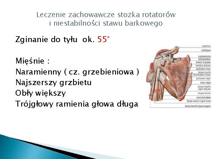 Leczenie zachowawcze stożka rotatorów i niestabilności stawu barkowego Zginanie do tyłu ok. 55° Mięśnie