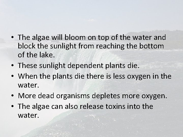  • The algae will bloom on top of the water and block the