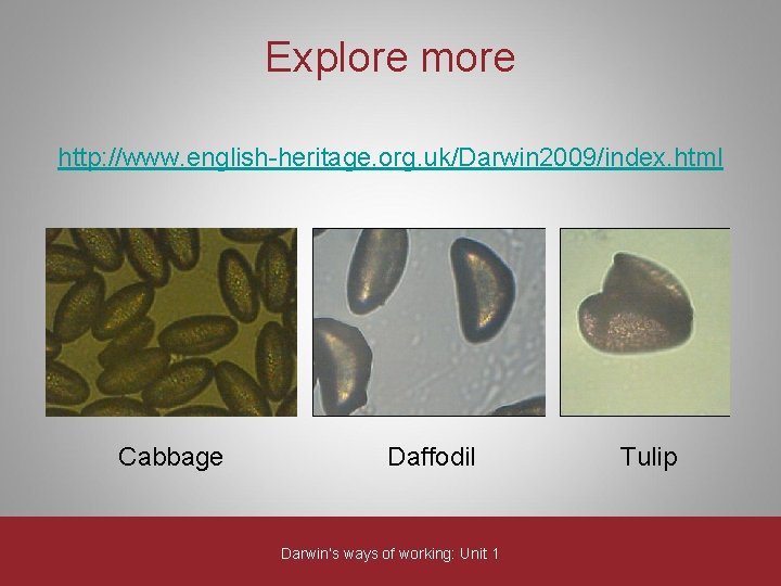 Explore more http: //www. english-heritage. org. uk/Darwin 2009/index. html Cabbage Daffodil Darwin’s ways of Explore more http: //www. english-heritage. org. uk/Darwin 2009/index. html Cabbage Daffodil Darwin’s ways of