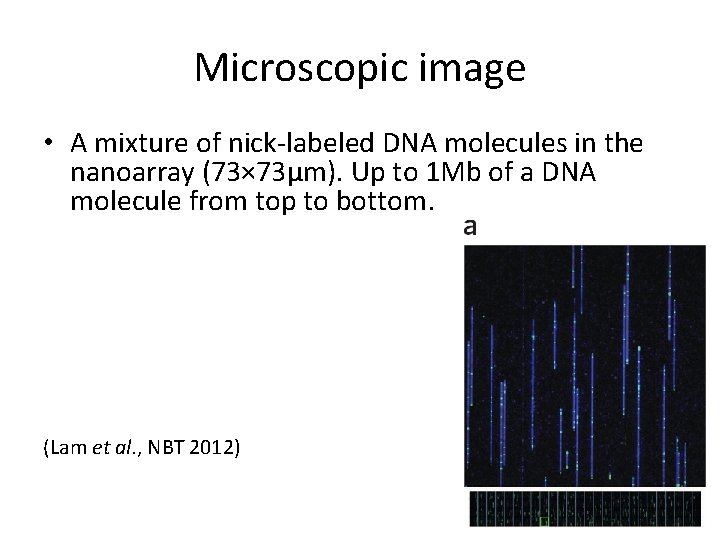 Microscopic image • A mixture of nick-labeled DNA molecules in the nanoarray (73× 73μm).