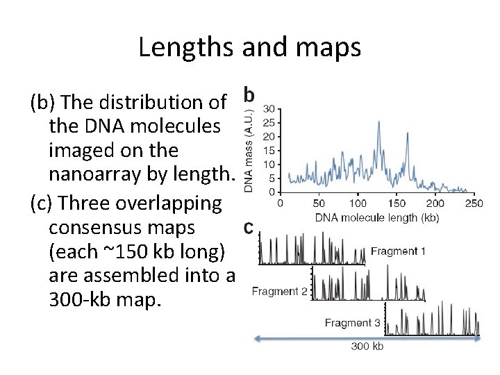 Lengths and maps (b) The distribution of the DNA molecules imaged on the nanoarray