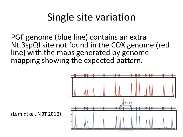 Single site variation PGF genome (blue line) contains an extra Nt. Bsp. QI site