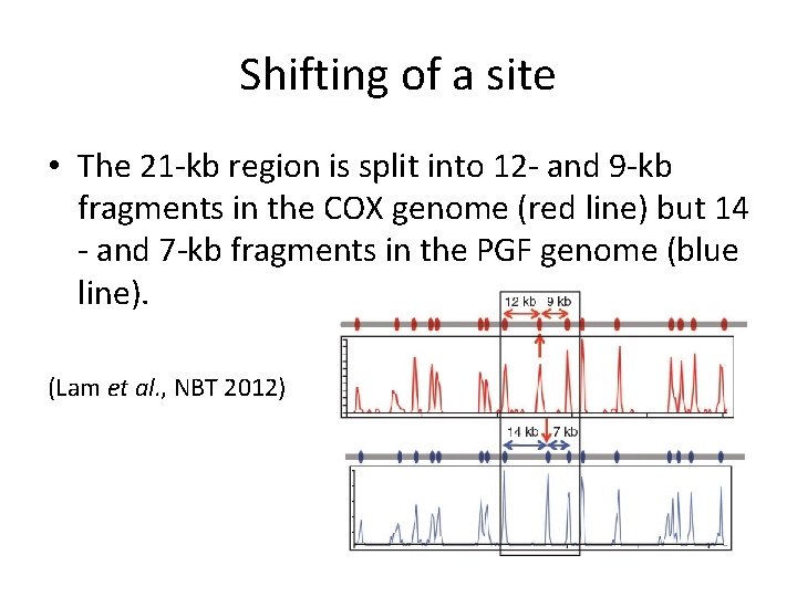 Shifting of a site • The 21 -kb region is split into 12 -