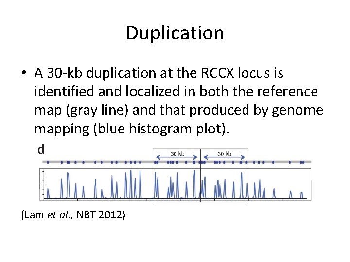 Duplication • A 30 -kb duplication at the RCCX locus is identified and localized