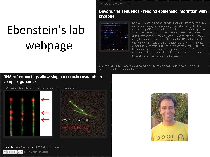 Ebenstein’s lab webpage 