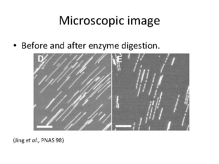 Microscopic image • Before and after enzyme digestion. (Jing et al. , PNAS 98)