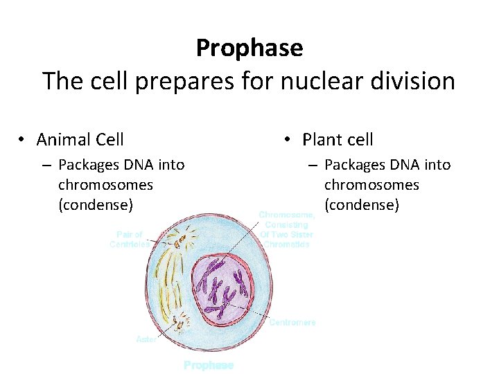 Prophase The cell prepares for nuclear division • Animal Cell – Packages DNA into