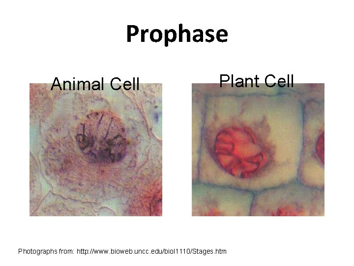 Prophase Animal Cell Plant Cell Photographs from: http: //www. bioweb. uncc. edu/biol 1110/Stages. htm