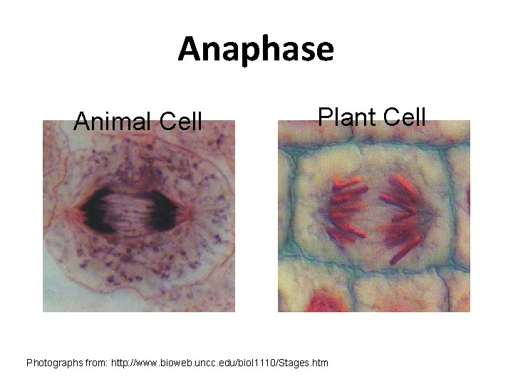 Anaphase Animal Cell Plant Cell Photographs from: http: //www. bioweb. uncc. edu/biol 1110/Stages. htm