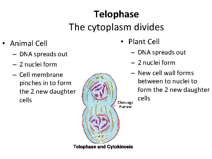 Telophase The cytoplasm divides • Animal Cell – DNA spreads out – 2 nuclei