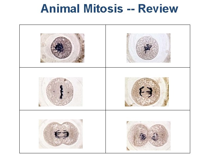 Animal Mitosis -- Review 