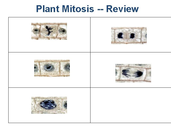 Plant Mitosis -- Review 