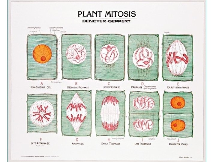 Mitosis can be divided into stages • Interphase • Prophase • Metaphase • Anaphase