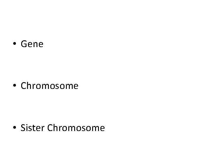  • Gene • Chromosome • Sister Chromosome 