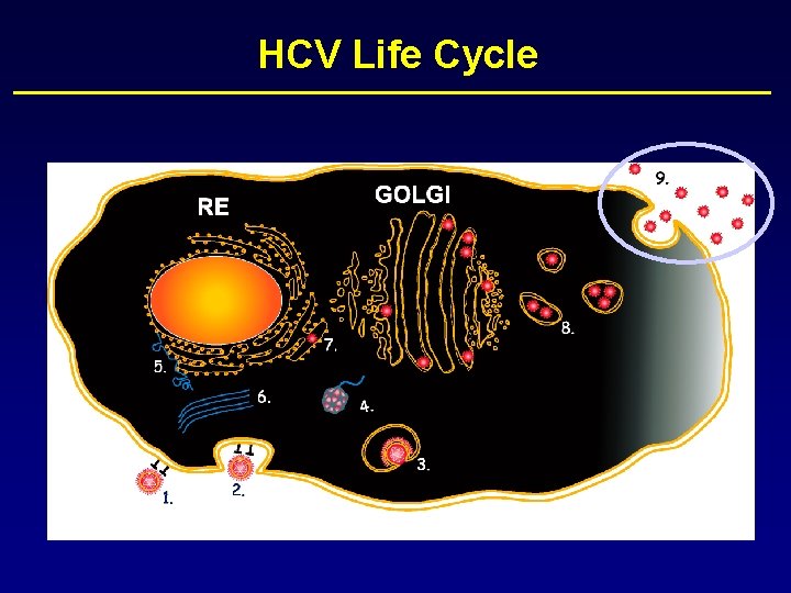 HCV Life Cycle 