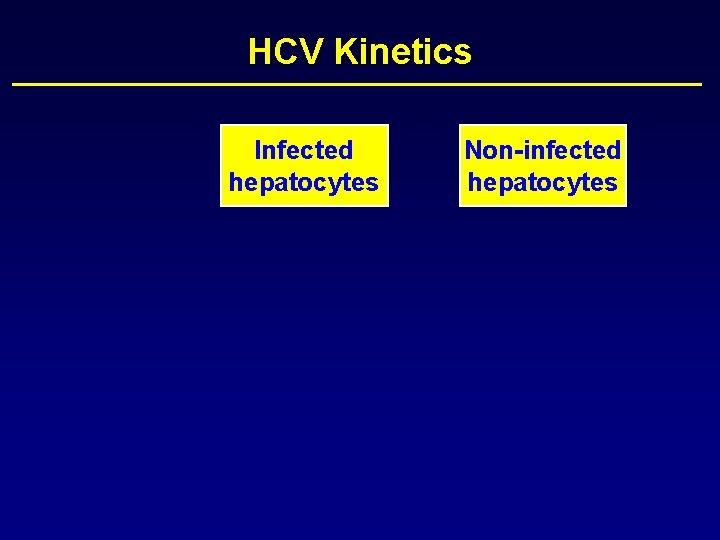 HCV Kinetics Infected hepatocytes Non-infected hepatocytes 