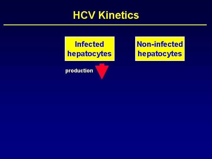 HCV Kinetics Infected hepatocytes production Non-infected hepatocytes 