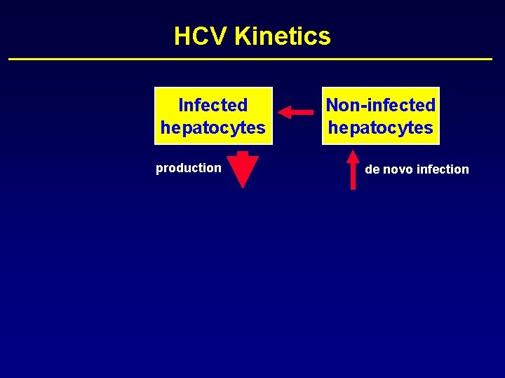 HCV Kinetics Infected hepatocytes production Non-infected hepatocytes de novo infection 