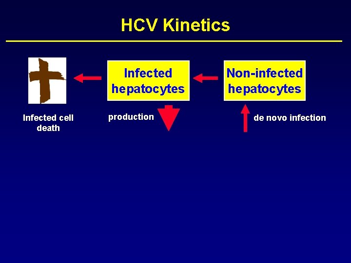 HCV Kinetics Infected hepatocytes Infected cell death production Non-infected hepatocytes de novo infection 