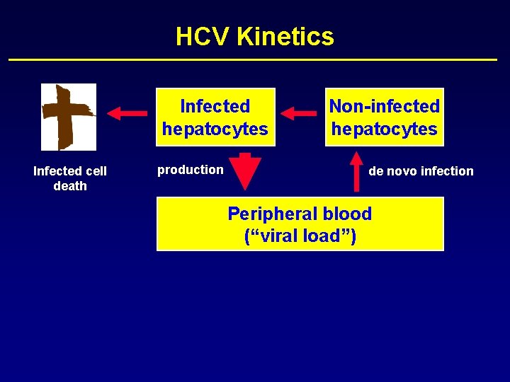 HCV Kinetics Infected hepatocytes Infected cell death production Non-infected hepatocytes de novo infection Peripheral