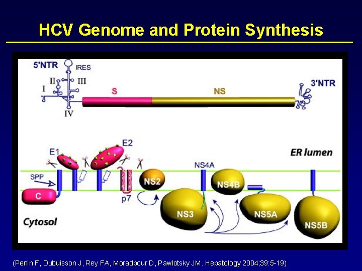 HCV Genome and Protein Synthesis (Penin F, Dubuisson J, Rey FA, Moradpour D, Pawlotsky