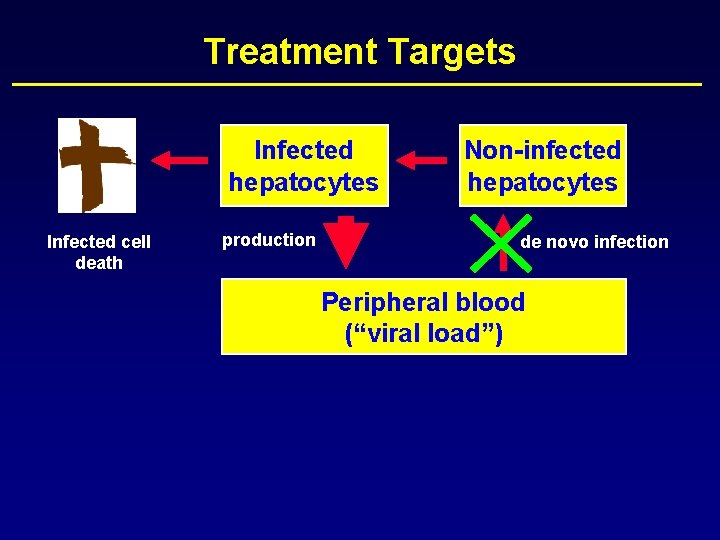 Treatment Targets Infected hepatocytes Infected cell death production Non-infected hepatocytes de novo infection Peripheral