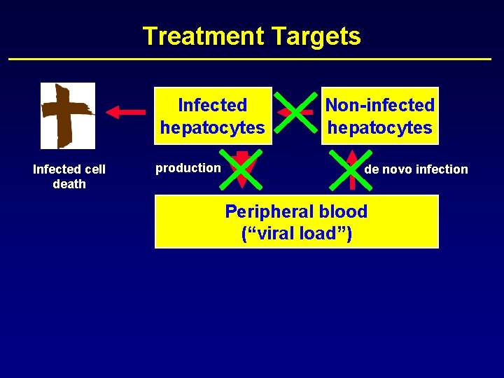 Treatment Targets Infected hepatocytes Infected cell death production Non-infected hepatocytes de novo infection Peripheral