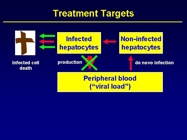 Treatment Targets Infected hepatocytes Infected cell death production Non-infected hepatocytes de novo infection Peripheral