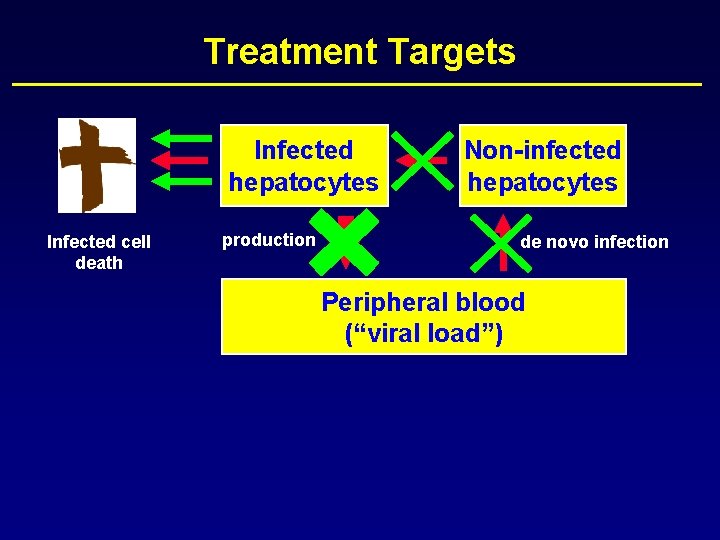 Treatment Targets Infected hepatocytes Infected cell death production Non-infected hepatocytes de novo infection Peripheral