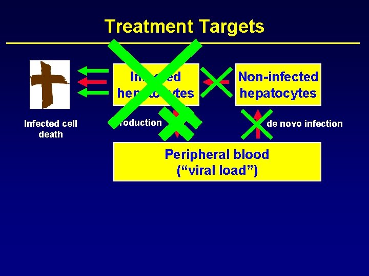 Treatment Targets Infected hepatocytes Infected cell death production Non-infected hepatocytes de novo infection Peripheral
