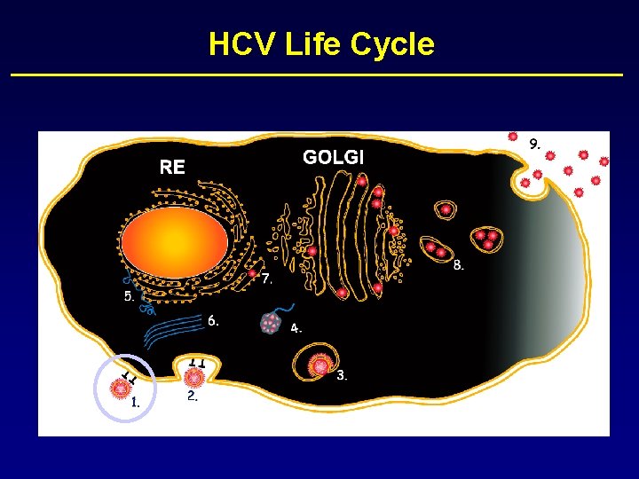 HCV Life Cycle 