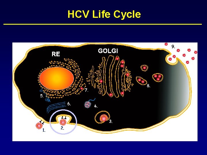 HCV Life Cycle 