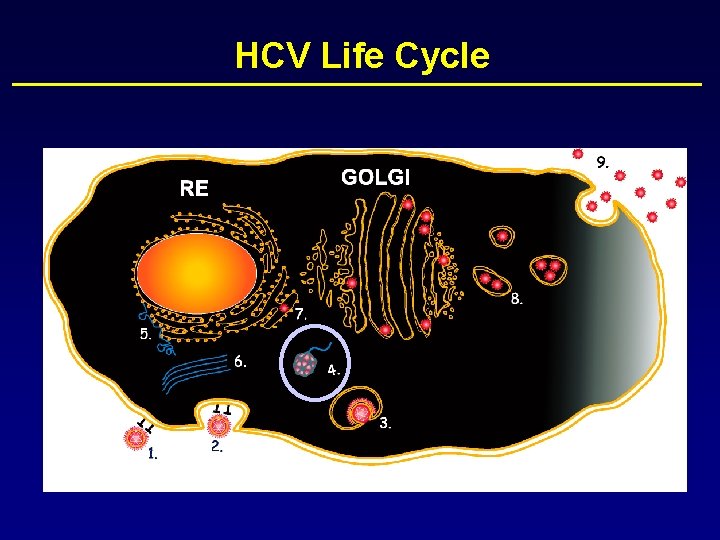 HCV Life Cycle 